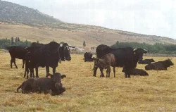 Rinder und Kälber weiden auf einer Wiese mit Hügeln im Hintergrund.