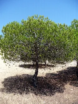 Kiefernbaum mit Schatten auf Sandstrand.