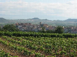 View of Entrena with vineyards and the town in the background.