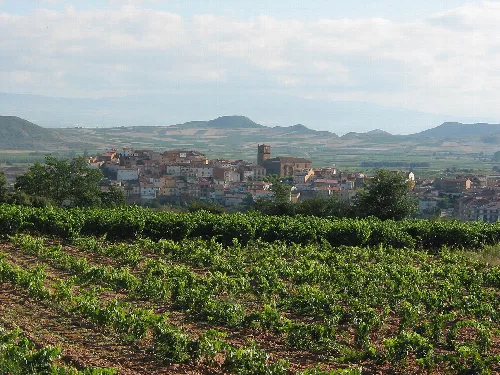 View of Entrena with vineyards and the town in the background.