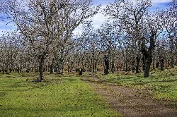 Forest with leafless trees and a dirt path in Lagunilla.