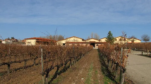Blattlose Weinberge im Winzerhof in La Horra, Burgos.