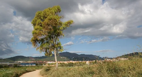 Großer Baum in einem Feld mit Bergen und bewölktem Himmel.