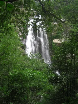 Wasserfall in einem grünen Wald.