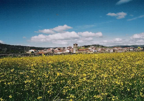Landschaft mit gelbem Blumenfeld und Stadt am Horizont.