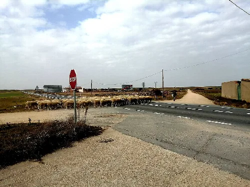 A flock of sheep crossing the road in Aldeanueva del Codonal.