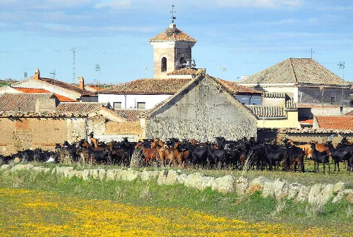 Goat herd going back home. Santa Ana de Pusa, Toledo, Castile-La Mancha, Spain
