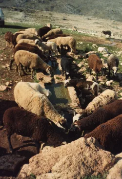 Ovejas alrededor de una fuente en Sierra de Loja.
