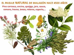Drawing of various ancient plants and trees from Cúllar's landscape.