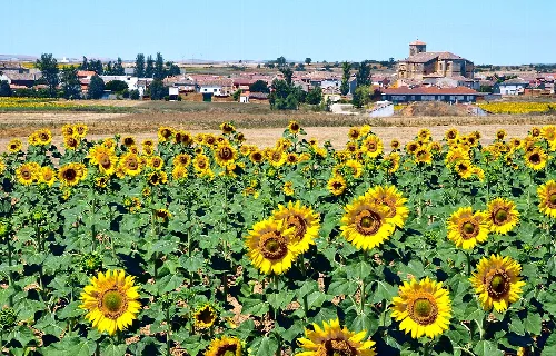 Sunflower field with village and buildings in the background.