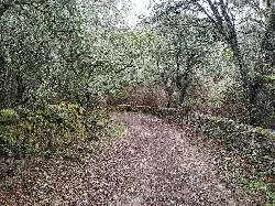 Weg aus Erde mit Bäumen und Steinmauern in Cabeza la Vaca.