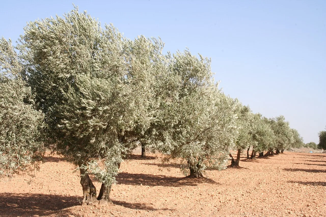 Filas de olivos en un campo en Castilblanco, Badajoz.