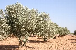 Olive trees in a field in Castilblanco, Badajoz.