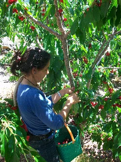Woman picking cherries from a tree with a basket in Barrado.