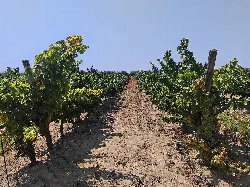 Filas de vides en un viñedo en Montilla, Córdoba, en un día soleado.