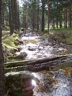 Fluss Moros mit Bäumen und Steinen in einem Wald in Segovia.