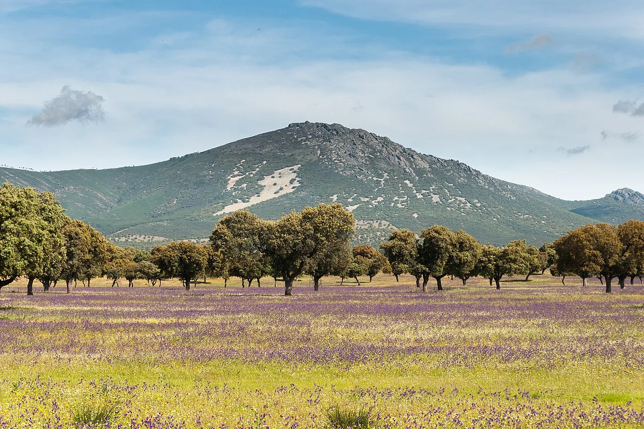 Blick auf Montes de Toledo mit Bäumen und Feldern im Vordergrund und einem Berg im Hintergrund.