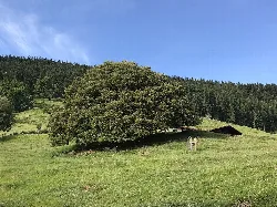 Großer Eichenbaum in einer Wiese mit Hügel und Wald im Hintergrund.