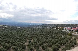 Campos de olivos y tierras agrícolas vistos desde Baeza.