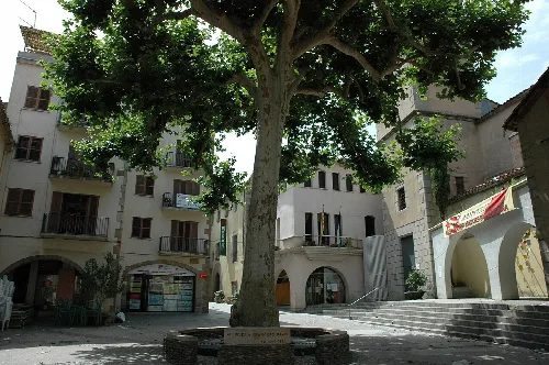 This is a a photo of a protected or outstanding tree in Catalonia, Spain, with id: