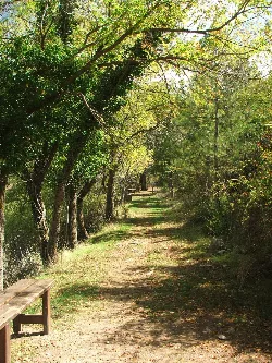 Waldweg mit Bäumen auf beiden Seiten in einem Naturpark.