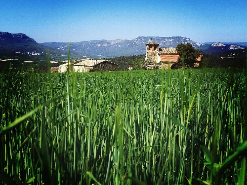 Green fields with a church and mountains in the background.