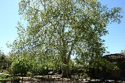 Großer Bananenbaum mit ausgebreiteten Ästen und grünen Blättern in Coria.