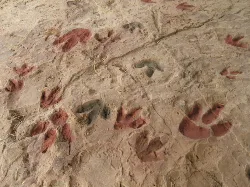 Animal footprints on a rock in Alpuente, Valencia.
