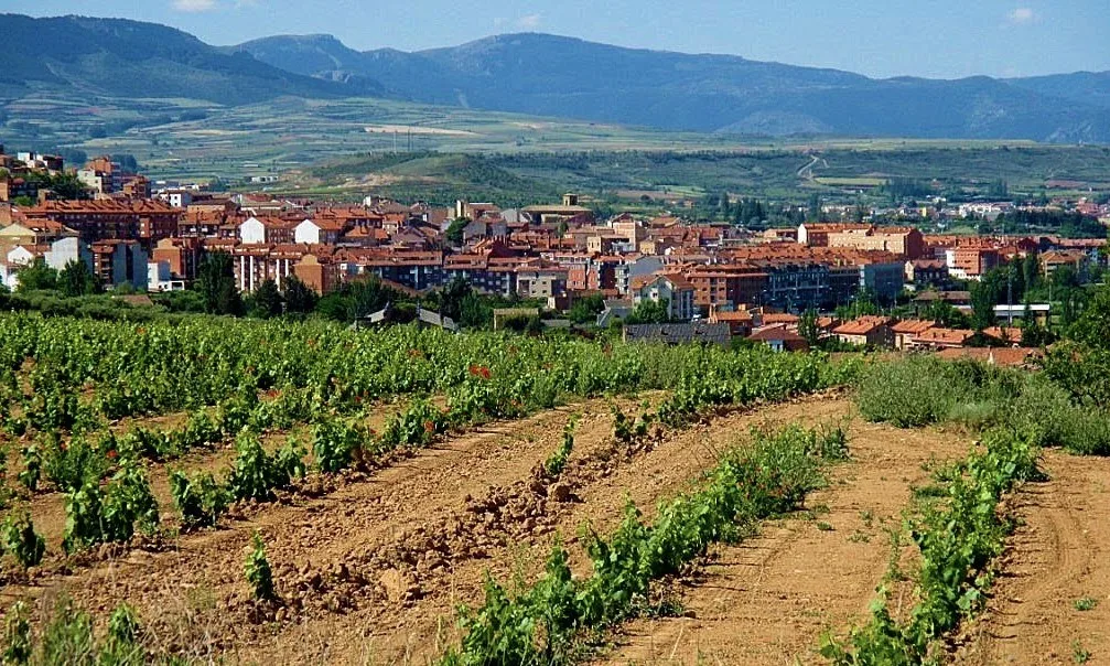 Weinberge im Vordergrund und Stadt mit Bergen im Hintergrund