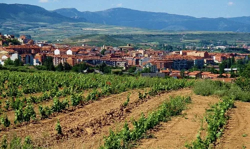 Viñedos en primer plano y pueblo con montañas al fondo