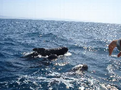 Pilot whales swimming in the sea with a boat and an observer on the right.