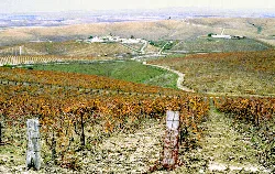 Viñedos con vides y caminos en un paisaje de colinas en Jerez de la Frontera.