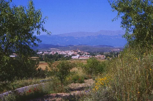Landscape with trees, fields, and mountains in the distance in Vera de Moncayo.