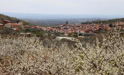 Landschaft mit blühenden Bäumen und Stadt im Hintergrund.