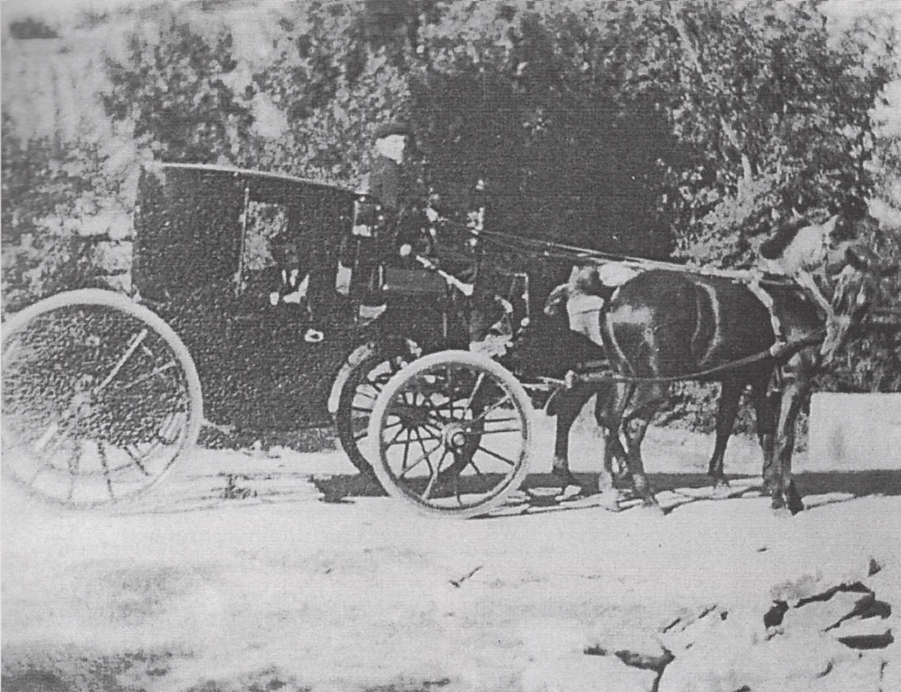 Old carriage with horses on a tree-lined road.