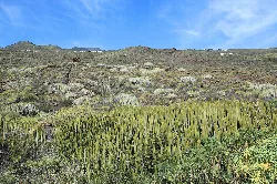 Kakteen und Vegetation auf einer bergigen Landschaft in Villa de Mazo, La Palma.