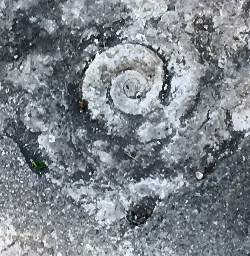 Spiralförmiges Fossil auf dem Boden in Gaucín.