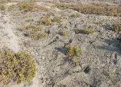 Felsige Oberfläche mit Vegetation in Cervera del Río Alhama.