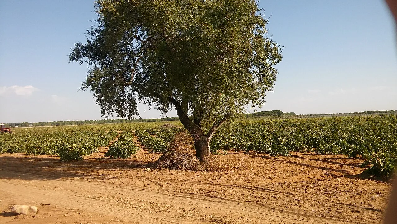 Almendro y viña en Arenales de San Gregotio.