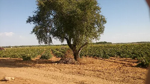 Almendro y viña en Arenales de San Gregotio.