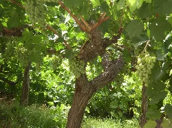 Green grape bunches on a vine in Ohanes, Almería.