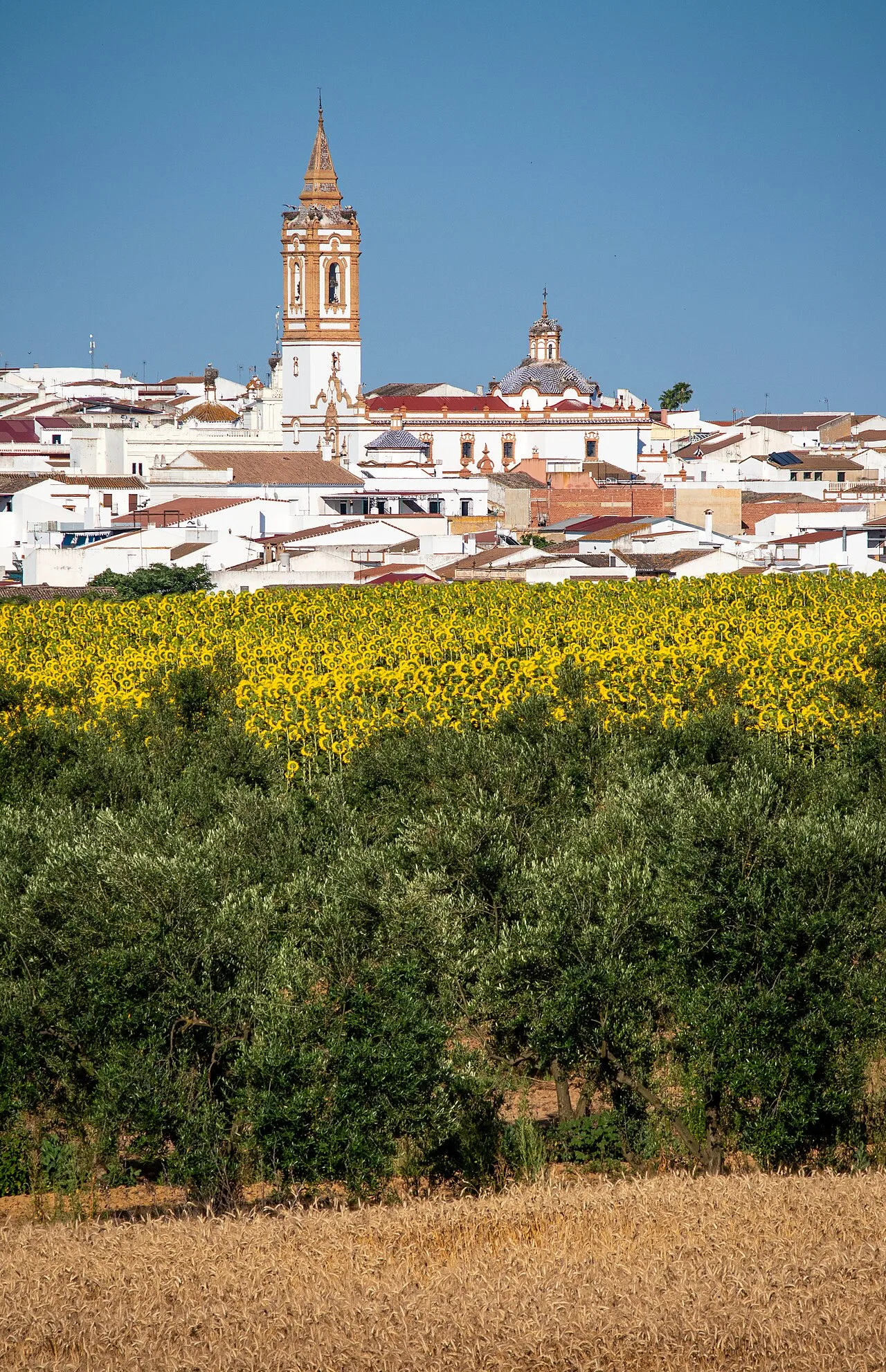 Landschaft mit Feldern und Rociana del Condado Kirche im Hintergrund.
