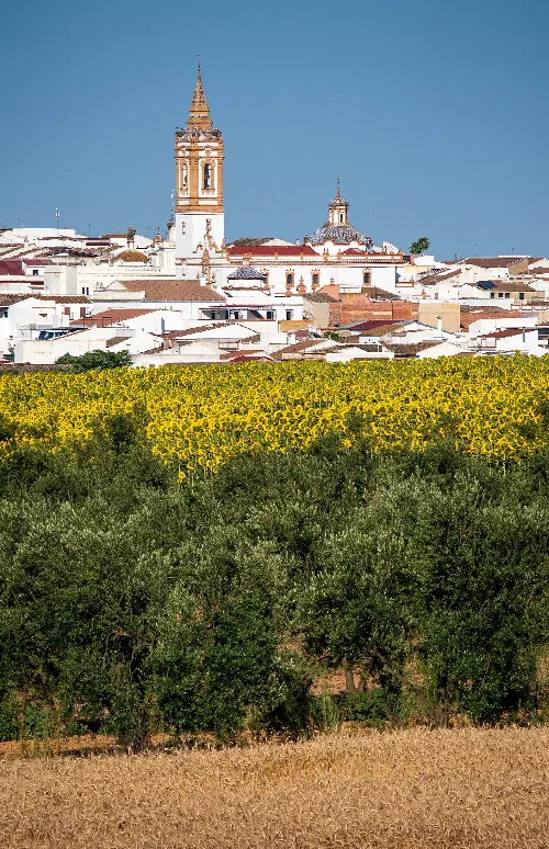 Landscape with crops and Rociana del Condado church in the background.