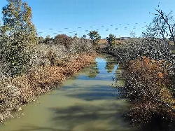 Fluss mit ruhigem Wasser und kahlblättrigen Bäumen an seinen Ufern in Palma del Río.
