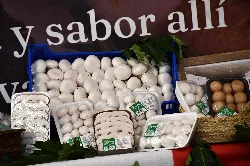Korb mit weißen Pilzen und anderen Pilzen auf der Messe.