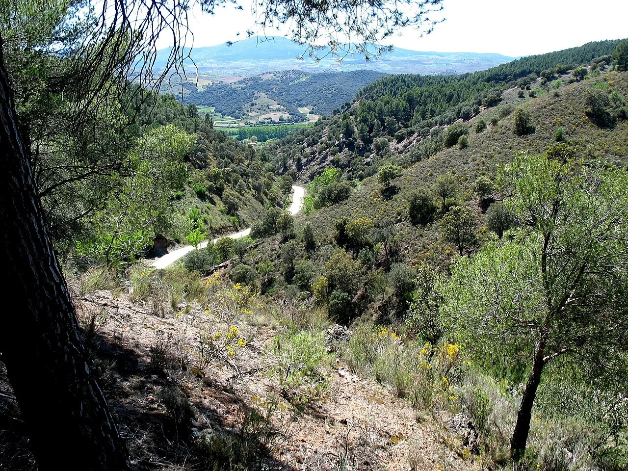 Rambla de Valdemiedes. Sucesiones estratigráficas del Cámbrico Inferior-Medio. Murero (Zaragoza, España). Vista hacia el suroeste.