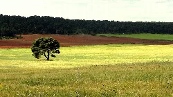 A tree in a cereal field with different colors of earth and vegetation.