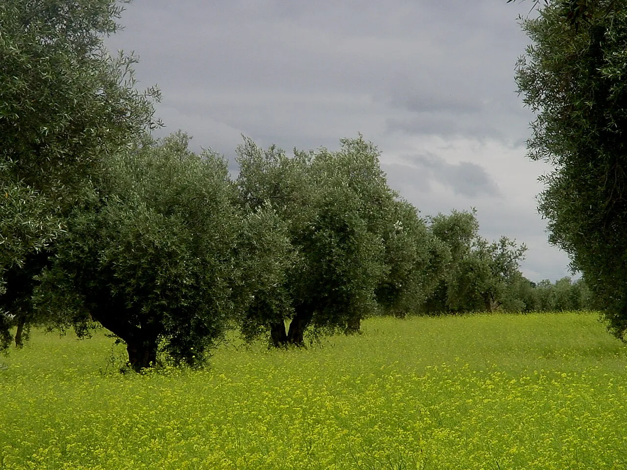 Olivos en un campo con cielo nublado en Guadamur, Toledo.