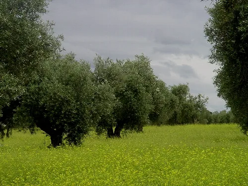 Olivos en un campo con cielo nublado en Guadamur, Toledo.