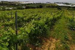 Grüne Weinberge mit Hügeln und Gewächshäusern im Hintergrund.